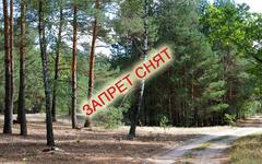 В Хойникском районе снят запрет на посещение лесов. 