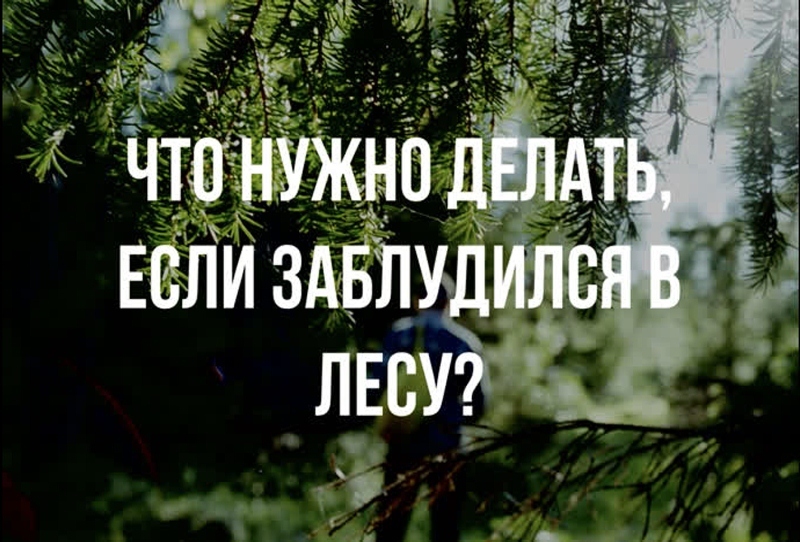 Что делать, если вы заблудились в лесу﻿